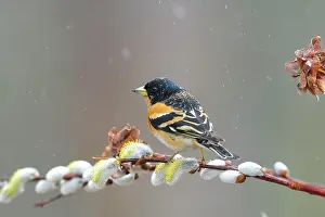 Salix: Brambling