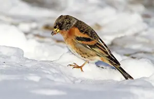 2000: Brambling