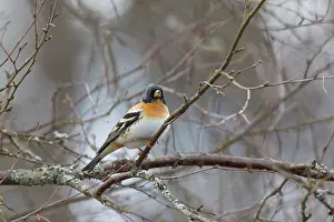 Fringilla: Brambling - adult male - Sweden