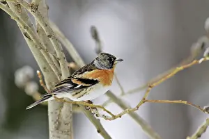 Bramblings: Brambling - female