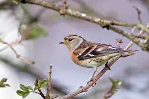 Bramblings: Brambling - female