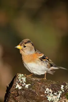 Bramblings: Brambling female