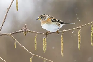 Bramblings: Brambling - Female - on Catkins - in Snow - Cornwall - UK