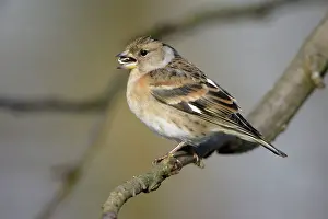 Bramblings: Brambling - Female feeding on bird-seed in garden, winter
