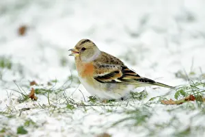 Bramblings: Brambling - female feeding on ground in winter snow