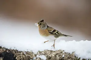 Bramblings: Brambling - Female - Snow - Cornwall - UK