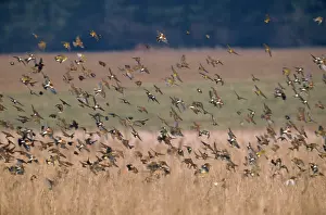 Bramblings: Brambling - flock