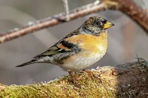 Fringilla: Brambling (Fringilla montifringilla), male, sitting
