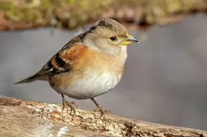 Fringilla: Brambling (Fringilla montifringilla), female, sitting