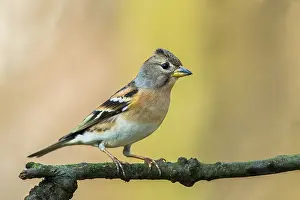 Fringilla: Brambling (Fringilla montifringilla) female per