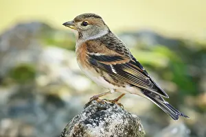 290420: Brambling (Fringilla montifringilla) - female perched