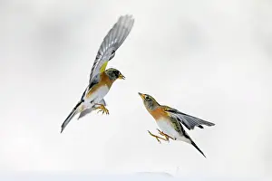 Fringilla: two Brambling (Fringilla montifringilla) fighting