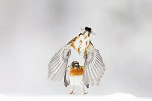 Fringilla: two Brambling (Fringilla montifringilla) fighting