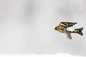 Fringilla: Brambling (Fringilla montifringilla) in flight in
