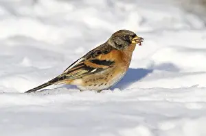 Survival: Brambling (Fringilla montifringilla) foraging i