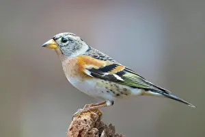 Fringilla: Brambling (Fringilla montifringilla) Germany
