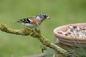 Finch: Brambling (Fringilla montifringilla) male