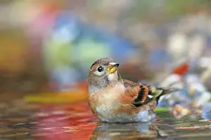 Fringilla: Brambling (Fringilla montifringilla), male bathing