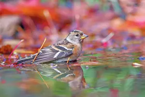 Fringilla: Brambling (Fringilla montifringilla), male bathing