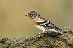 Fringilla: Brambling (Fringilla montifringilla) male perch