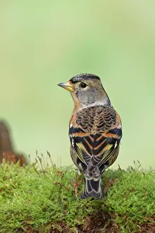 Wilden: Brambling (Fringilla montifringilla), male sitting