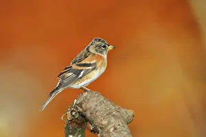 Wilden: Brambling (Fringilla montifringilla), male sitting