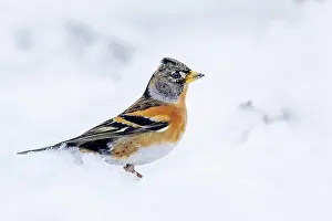 Montifringilla: Brambling (Fringilla montifringilla) or Northern