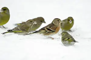 Greenfinches: Brambling - and Greenfinches (Carduelis chloris)