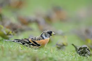 Bramblings: Brambling - on ground