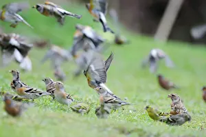 Bramblings: Brambling - on ground and in flight