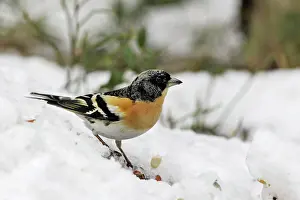 Bramblings: Brambling - male