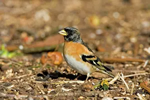 Bramblings: Brambling - Male feeding on ground