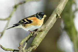 Bramblings: Brambling - Male in Garden in winter, searching for food
