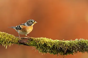 Montifringilla: Brambling male northern winter visitor, on a mossy