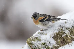 Bramblings: Brambling - Male - in Snow - Cornwall - UK