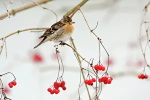 Bramblings: Brambling - male in winter plumage - on branch