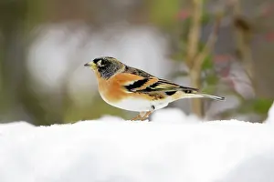 Bramblings: Brambling - male in winter plumage - in snow