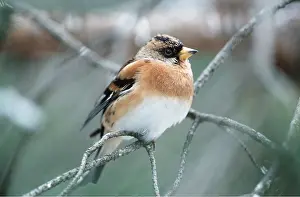 Bramblings: BRAMBLING - ON PERCH