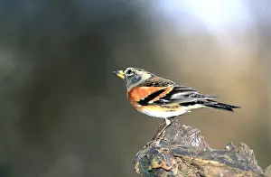 Bramblings: BRAMBLING - perched on branch