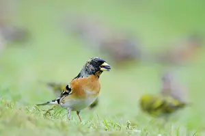 Bramblings: Brambling - with seed in mouth