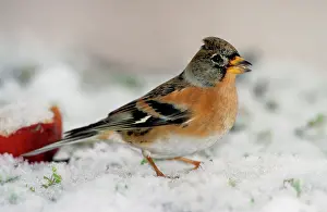 Bramblings: Brambling in snow