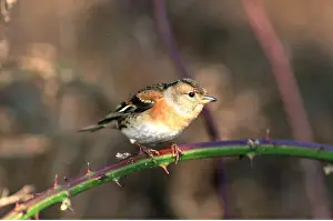 Thorny: BRAMBLING - On thorny stem