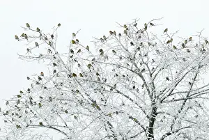 Bramblings: Brambling in tree covered with Hoar Frost