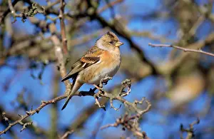 Bramblings: BRAMBLING - ON TWIG