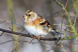 Bramblings: Brambling - in winter plumage