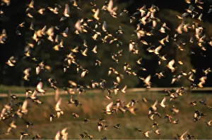 Ake Lindau: BRAMBLINGS - flock in flight