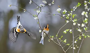 Passeriforme: Bramblings (Fringilla montifringilla) male Northern