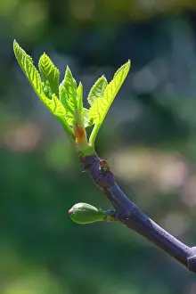 Ficus: Branch of Fig tree with young fruit in april, Provence