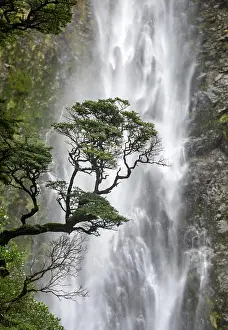 Devils: Branch of a tree in front of waterfall, Devils Punchbowl