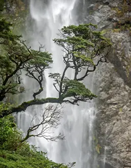 Devils: Branch of a tree in front of waterfall, Devils Punchbowl